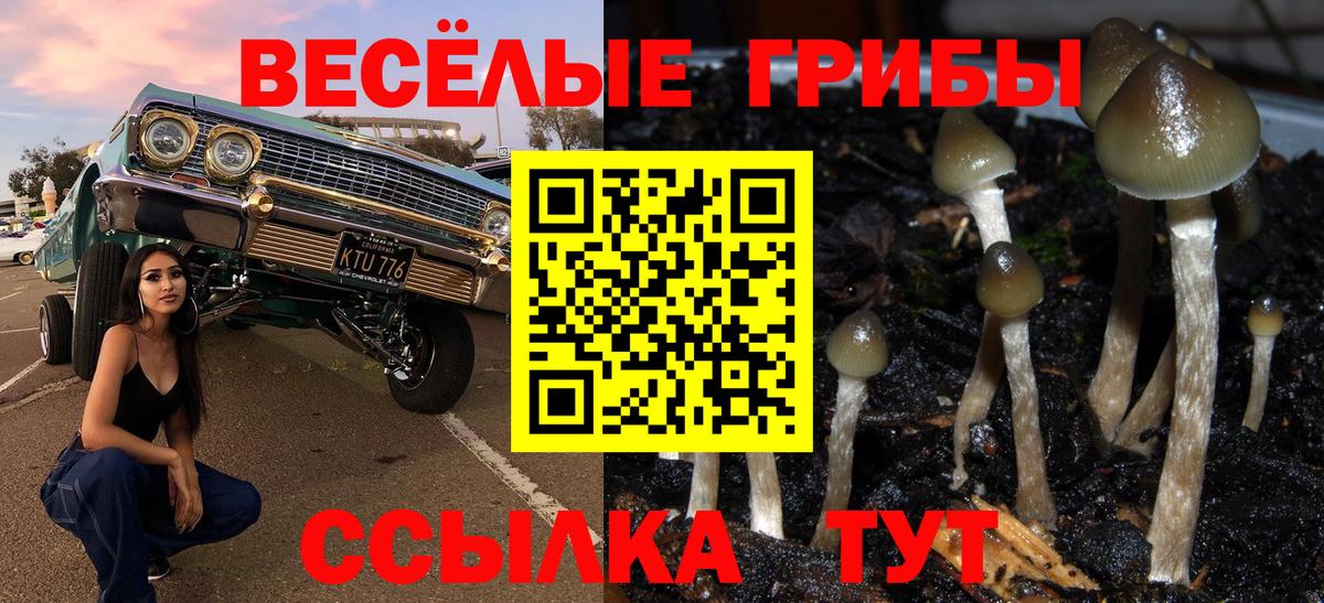 Тавда  где купить наркотик  Вход с VPN  Галлюциногенные грибы Psilocybe 